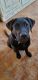 Labrador Retriever Puppies for sale in Gilbert Ranch, Gilbert, AZ 85295, USA. price: NA