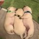 Labrador Retriever Puppies for sale in Alabama, NY 14013, USA. price: $800