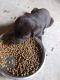 Labrador Retriever Puppies for sale in Sierra Vista, AZ, USA. price: $500