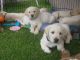 Labrador Retriever Puppies for sale in Vermont, IL 61484, USA. price: $800