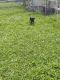 Labrador Retriever Puppies for sale in Massena, NY 13662, USA. price: $1,400