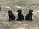 Labrador Retriever Puppies for sale in Springfield, MO, USA. price: $600