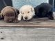 Labrador Retriever Puppies for sale in LaBelle, FL 33935, USA. price: $1,000