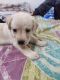 Labrador Retriever Puppies for sale in Kilokri, Phase 1, Sunlight Colony, New Delhi, Delhi 110014, India. price: 12000 INR