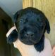 Labrador Retriever Puppies for sale in Fannettsburg, PA 17221, USA. price: $300