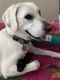 Labrador Retriever Puppies for sale in Sheboygan, WI, USA. price: $1,800