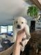Labrador Retriever Puppies for sale in Sedalia, CO 80135, USA. price: $1,500