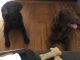 Labrador Retriever Puppies for sale in Springfield, MA, USA. price: $7,000