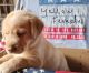 Labrador Retriever Puppies for sale in Salyersville, KY 41465, USA. price: NA
