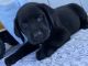 Labrador Retriever Puppies for sale in Harlan, IN, USA. price: $600