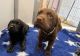 Labrador Retriever Puppies for sale in Atlanta, GA, USA. price: $550