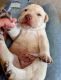 Labrador Retriever Puppies for sale in Selah, WA, USA. price: $800