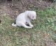 Labrador Retriever Puppies for sale in Brockport, PA 15823, USA. price: NA