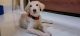 Labrador Retriever Puppies for sale in Sector 4, Shanti Nagar, Mira Road, Mira Bhayandar, Maharashtra 401107, India. price: 9000 INR