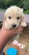 Labrador Retriever Puppies for sale in Great Falls, SC 29055, USA. price: $300