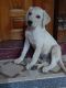 Labrador Retriever Puppies for sale in Puducherry, India. price: 8000 INR