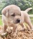 Labrador Retriever Puppies for sale in 1855 King Mill Rd, McDonough, GA 30252, USA. price: NA