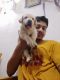 Labrador Retriever Puppies for sale in Mau, Uttar Pradesh 275101, India. price: 8000 INR