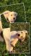 Labrador Retriever Puppies for sale in Glenwood, IA 51534, USA. price: NA