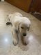 Labrador Retriever Puppies for sale in Nadiad, Gujarat, India. price: NA