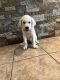 Labrador Retriever Puppies for sale in North Port, FL, USA. price: $400