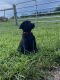 Labrador Retriever Puppies for sale in Columbia, TN 38401, USA. price: $400