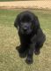 Labrador Retriever Puppies for sale in Verbena, AL 36091, USA. price: $575