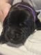 Labrador Retriever Puppies for sale in Oshkosh, WI, USA. price: $1,000