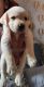Labrador Retriever Puppies for sale in Vadodara, Gujarat, India. price: 8320930000 INR