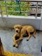 Labrador Retriever Puppies for sale in Palakollu, Andhra Pradesh, India. price: 12000 INR