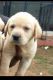 Labrador Retriever Puppies for sale in Town Kotha Rd, Jagadamba Junction, Visakhapatnam, Andhra Pradesh, India. price: 15000 INR