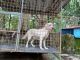 Labrador Retriever Puppies for sale in Thiruvankulam Junction, Thrippunithura, Kochi, Kerala 682305. price: 30000 INR
