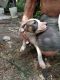 Labrador Retriever Puppies for sale in Orlando, FL, USA. price: $100