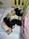 Labrador Retriever Puppies for sale in Craven County, NC, USA. price: $1,000