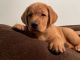 Labrador Retriever Puppies for sale in Ripley, WV, USA. price: NA