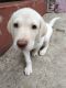Labrador Retriever Puppies for sale in Durgapur, West Bengal, India. price: 10000 INR