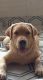 Labrador Retriever Puppies for sale in I.P.Extension, Patparganj, Delhi, India. price: 40000 INR