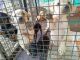Labrador Retriever Puppies for sale in Shirur, Maharashtra 412210, India. price: 10000 INR