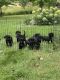 Labrador Retriever Puppies for sale in St Michael, MN, USA. price: $500