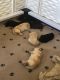 Labrador Retriever Puppies for sale in Atascadero, CA 93422, USA. price: $2,600