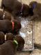 Labrador Retriever Puppies for sale in Reyno, AR, USA. price: NA
