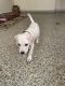 Labrador Retriever Puppies for sale in Nagavara, Bengaluru, Karnataka, India. price: 12000 INR