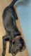 Labrador Retriever Puppies for sale in B10, Pocket 10, Sector B, Vasant Kunj, New Delhi, Delhi 110070, India. price: 25000 INR