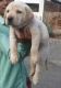 Labrador Retriever Puppies for sale in Nadbai, Rajasthan 321602, India. price: 6000 INR