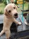 Labrador Retriever Puppies for sale in Vikram Nagar, Rajajipuram, Lucknow, Uttar Pradesh, India. price: 6000 INR