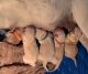 Labrador Retriever Puppies for sale in Pilot Hill, CA 95664, USA. price: NA