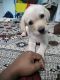 Labrador Retriever Puppies for sale in Vasai-Virar, Maharashtra, India. price: 18000 INR