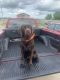 Labrador Retriever Puppies for sale in Wichita, KS, USA. price: $200