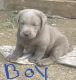 Labrador Retriever Puppies for sale in Pikeville, KY 41501, USA. price: $800