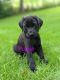 Labrador Retriever Puppies for sale in Sycamore, OH 44882, USA. price: $800